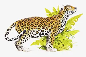 Felidae Prints: Jaguar (Panthera onca) standing near green foliage