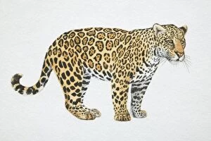 Jaguar, Panthera onca, side view