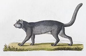 Images Dated 31st December 2017: Jaguarundi (Felis Yaguarundi Lacep), hand-coloured copperplate engraving from Friedrich