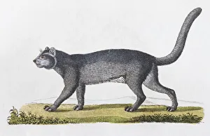 Images Dated 31st December 2017: Jaguarundi (Felis Yaguarundi Lacep), hand-coloured copperplate engraving from Friedrich