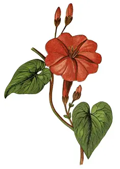 Jalap (Ipomoea purga)
