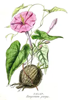 Moonflower Prints: Jalapa botanical engraving 1857