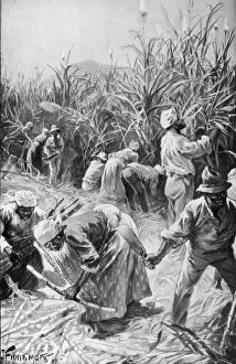 Images Dated 21st September 2005: Jamaican Cane Cutters