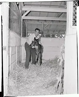 Norris Prints: James D Norris with Newborn Colt