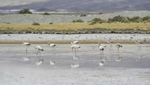 Images Dated 28th October 2012: Jamess flamingo -Phoenicoparrus jamesi-, Putre, Arica y Parinacota Region, Chile