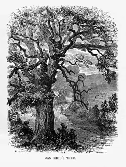 Jan Riddas Tree, Exmoor, England Victorian Engraving, 1840