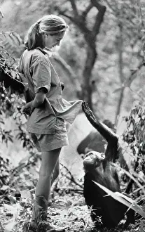 Naturalist Prints: Jane Goodall with a Chimpanzee