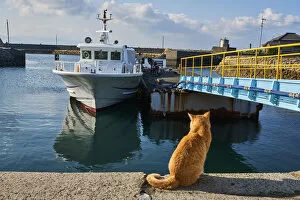 Images Dated 25th October 2017: Japan, Cat island, Aoshima island