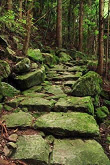 Growth Gallery: Japan, Mie Prefecture, Kumano Kodo, Stone steps in forest