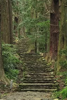Images Dated 21st November 2008: Japan, Wakayama, Kumano Kodo, Daimonzaka Slope, Stepped walkway in forest
