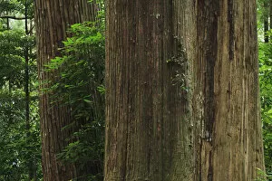 Bark Collection: Japan, Wakayama, Kumano Kodo, Large cedar tree trunks in forest, close-up