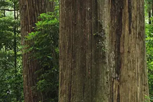 Japan, Wakayama, Kumano Kodo, Large cedar tree trunks in forest, close-up