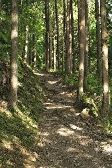 Japan, Wakayama Prefecture, Kumano Kodo, Footpath passing through forest