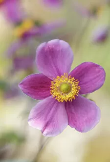 Images Dated 18th January 2016: Japanese Anemone