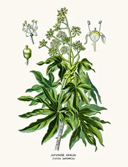 Japanese aralia