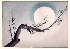 Images Dated 12th March 2018: Japanese art, Branch of Plum tree in flower