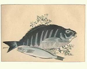 Images Dated 28th February 2018: Japanese art, A stidy of fish by Utagawa Hiroshige