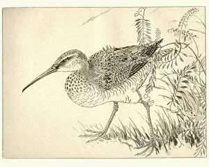 Images Dated 28th February 2018: Japanese art, Study of a Wading bird, 19th Century