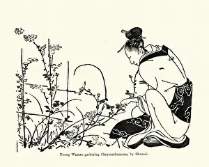 Japanese Art, Young woman gathering Chrysanthemums