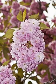 Images Dated 29th April 2012: Japanese Cherry or Oriental Cherry -Prunus serrulata-, flowering