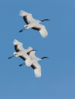 Images Dated 15th February 2011: Japanese cranes, Hokkaido, Japan