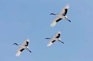 Images Dated 15th February 2011: Japanese cranes, Hokkaido, Japan