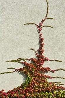 Climbing Collection: Japanese creeper, Boston ivy, Grape ivy, Japanese ivy (Parthenocissus tricuspidata) on a house wall