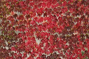 Images Dated 8th October 2013: Japanese Creeper -Parthenocissus tricuspidata-, autumnal colouration, on a wall