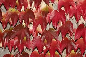 Images Dated 8th October 2013: Japanese Creeper -Parthenocissus tricuspidata-, autumnal colouration, on a wall