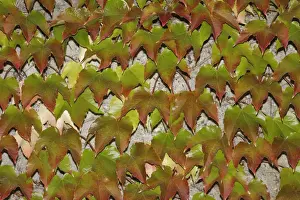 Vitaceae Prints: Japanese Creeper -Parthenocissus tricuspidata- on a wall