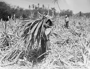 Sugar Cane Prints: Japanese Cutting Sugar Cane on Maui