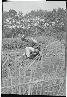 Japanese Farmer Harvesting Crops