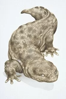 Images Dated 19th May 2006: Japanese Giant Salamander, Andrias japonicus, brown grey blotchy lizard walking forwards