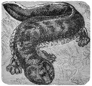 Images Dated 17th December 2015: Japanese giant salamander (Andrias japonicus)