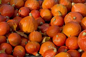 Japanese Hokkaido pumpkins -Cucurbita maxima-, Baden-Wuerttemberg, Germany, Europe