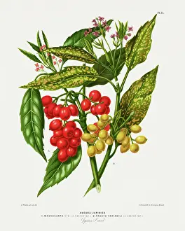 Japanese Laurel, Antique flowers and fruits chromolithograph Victorian Botanical Illustration, 1876