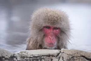Images Dated 15th February 2017: Japanese Macaque Bathing in a Hot Spring