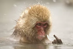 Images Dated 15th February 2016: Japanese macaque giving the finger