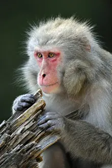 Japanese Prints: Japanese Macaque (Macaca fuscata)