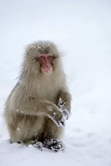 Simiiformes Gallery: Japanese Macaque or Snow Monkey -Macaca fuscata-, sitting on snow, Affenpark Jigokudani