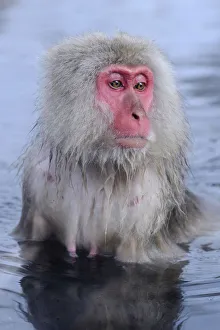 Images Dated 28th January 2013: Japanese Macaque or Snow Monkey -Macaca fuscata-, taking a bath in a hot spring