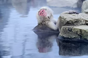 Images Dated 28th January 2013: Japanese Macaque or Snow Monkey -Macaca fuscata-, taking a bath in a hot spring