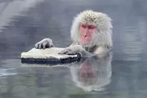 Images Dated 28th January 2013: Japanese Macaque or Snow Monkey -Macaca fuscata-, holding onto a rock, Affenpark Jigokudani