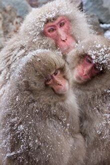 Images Dated 22nd June 2016: Japanese Macaques, Japanese Alps, Honshu Island, Japan