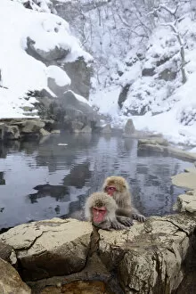 Images Dated 28th January 2013: Japanese Macaques or Snow Monkeys -Macaca fuscata-, taking a bath in a hot spring