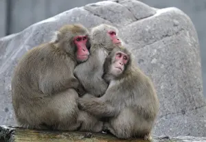 Cuddling Prints: Japanese Macaques or Snow Monkeys (Macaca fuscata) warming each other