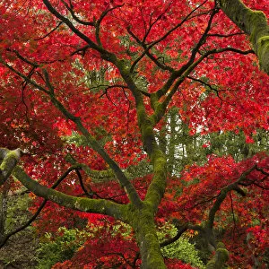 Images Dated 3rd November 2011: Japanese Maple in the Fall