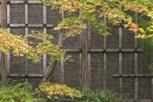 Japanese maple and garden wall detail, Kyoto, Honshu, Japan
