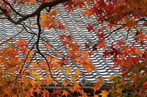 Japanese maple leaves against tile roof, temple garden, Kyoto, Honshu, Japan