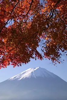 Honshu Prints: Japanese maples and Mount Fuji, Fuji-Hakone-Izu National Park, Honshu, Japan